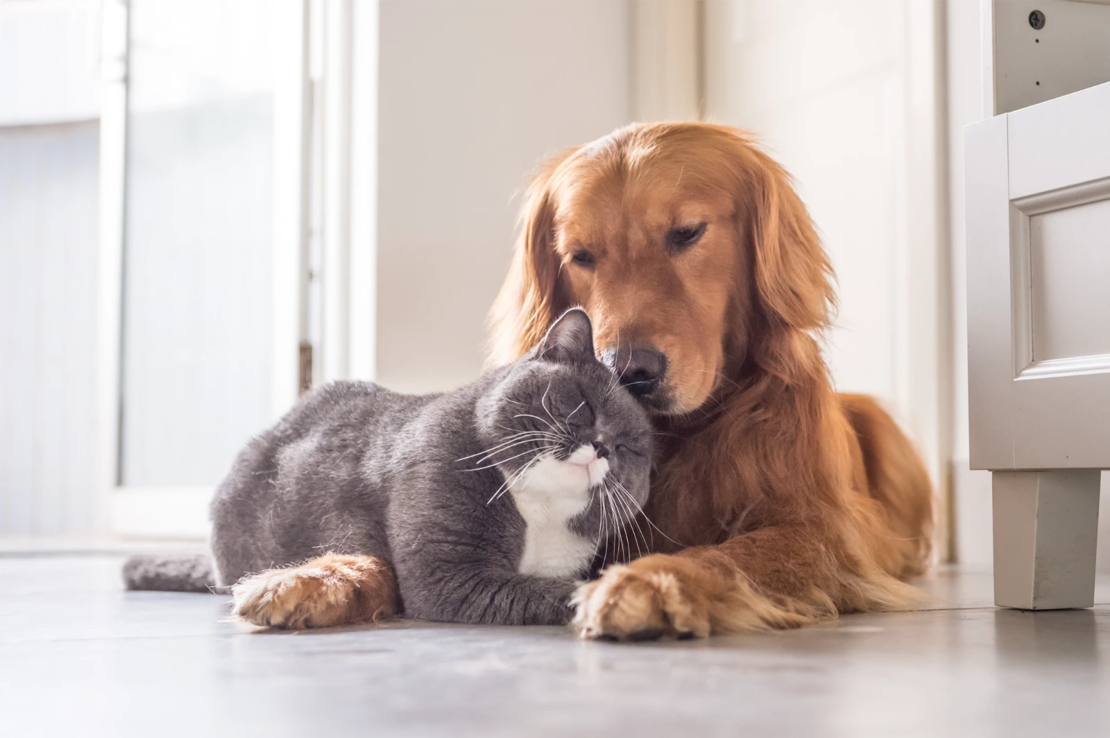 A grey cat a larger golden retriever cuddled together on holiday after being issued an animal health certificate